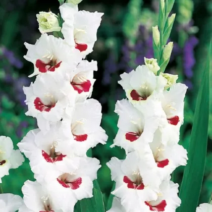 Gladiol Fiorentina - Gladiolus - prodej cibulovin - 3 ks