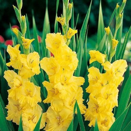 Gladiol Yellow Frans - Gladiolus - prodej cibulovin - 3 ks