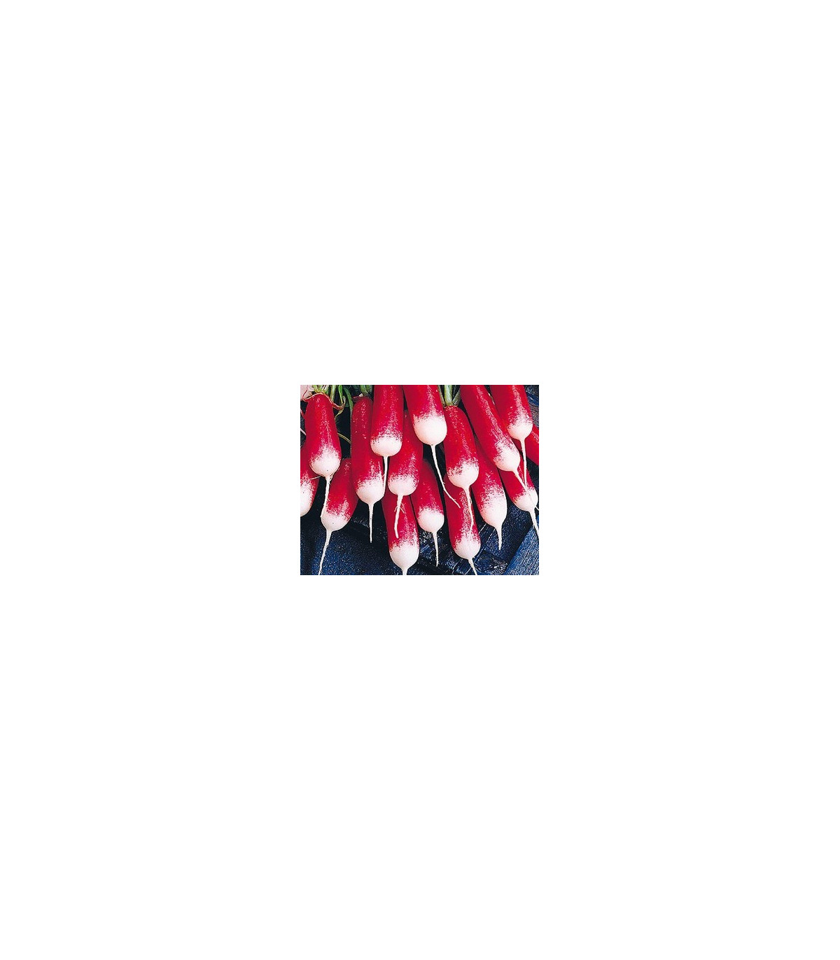 Ředkvička francouzská - Raphanus sativus - prodej semen ředkvičky - 0,5 gr