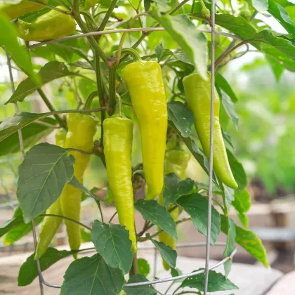 Paprika Sweet Banana - Capsicum annuum - prodej semen - 7 ks