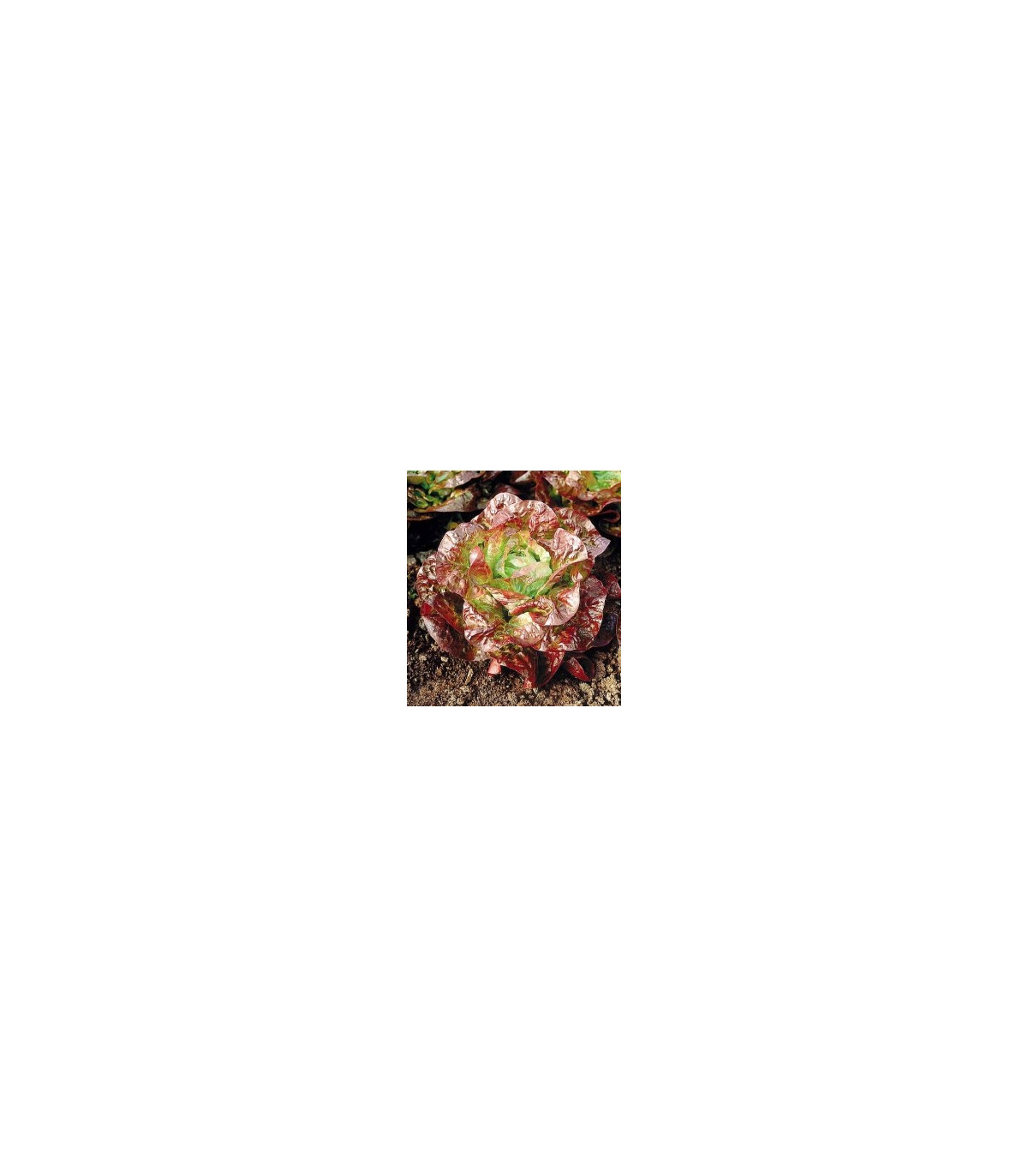 Salát hlávkoý červený - Latusa sativa - prodej semen salátu - 0,5 gr