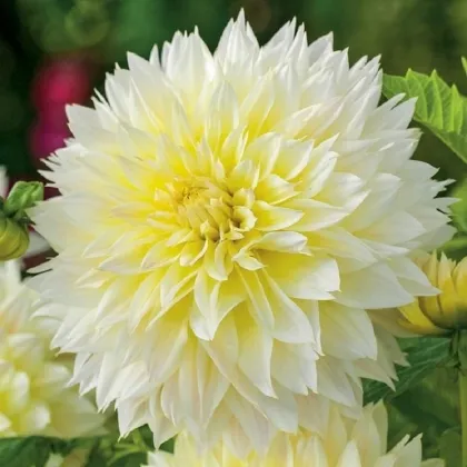 Jiřinka Canary Fubuki - Dahlia - prodej cibulovin - 1 ks