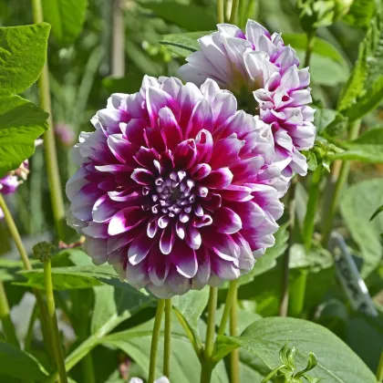 Jiřinka Edinburgh - Dahlia - prodej cibulovin - 1 ks