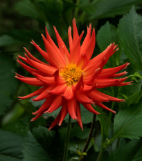 Jiřinka Bora Bora - Dahlia - prodej cibulovin - 1 ks