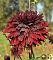 Jiřinka Black Touch - Dahlia - prodej cibulovin - 1 ks