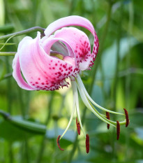 Lilie speciosum rubrum - Lilium - prodej cibulovin - 1 ks