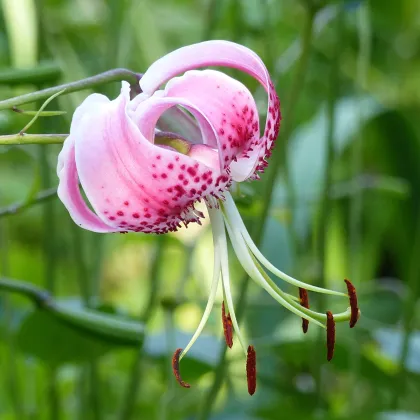 Lilie speciosum rubrum - Lilium - prodej cibulovin - 1 ks