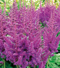 Čechrava modrá - Astilbe - prodej cibulovin - 1 ks