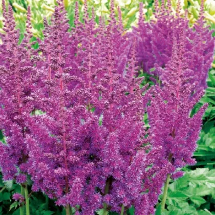 Čechrava modrá - Astilbe - prodej cibulovin - 1 ks