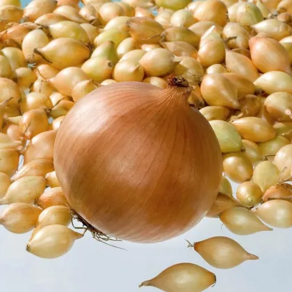 Cibule sazečka Corrado F1 - Allium cepa - prodej cibulek - 500 g