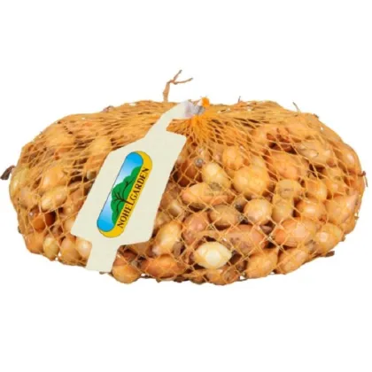 Cibule sazečka Sturon - Allium cepa - prodej cibulek - 500 g