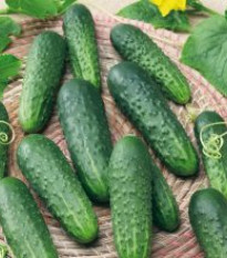 Okurka Najada F1 - Cucumis sativus - prodej semen - 15 ks