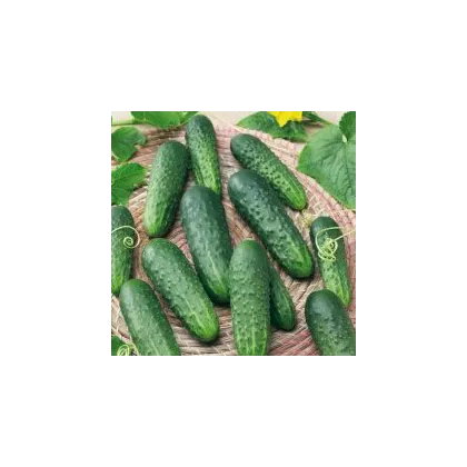 Okurka Najada F1 - Cucumis sativus - prodej semen - 15 ks