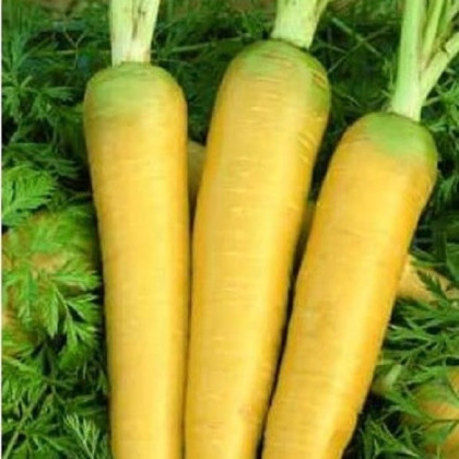 Mrkev Táborská žlutá - Daucus carota - prodej semen - 150 ks
