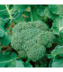 BIO Brokolice Calabrese Natalino - Brassica oleracea L. - bio prodej semen - 30 ks