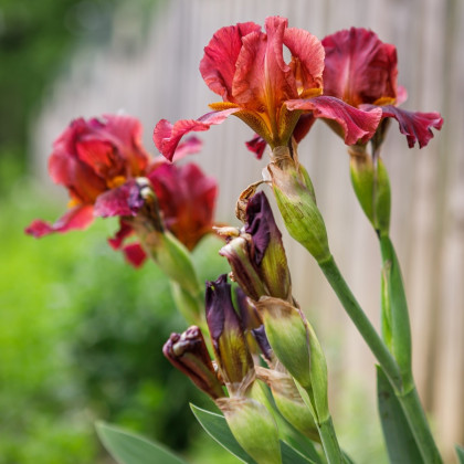 Kosatec německý Red Zinger - Iris germanica - prodej hlíz - 1 ks