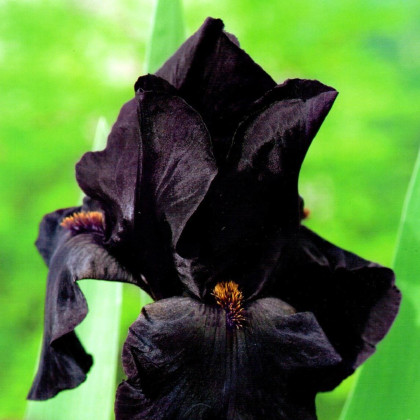 Kosatec Black Night - Iris germanica - prodej cibulovin - 1 ks