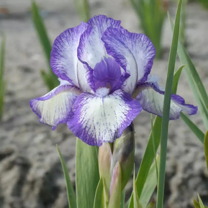 Kosatec Petit Polka - Iris pumila - prodej cibulovin - 1 ks