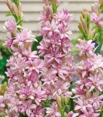 Tuberóza plnokvětá Pink Sapphire - Polianthes tuberosa - prodej cibulovin - 1 ks