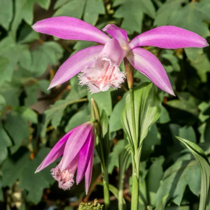 Plejonka - Pleione formosana - prodej cibulovin - 1 ks