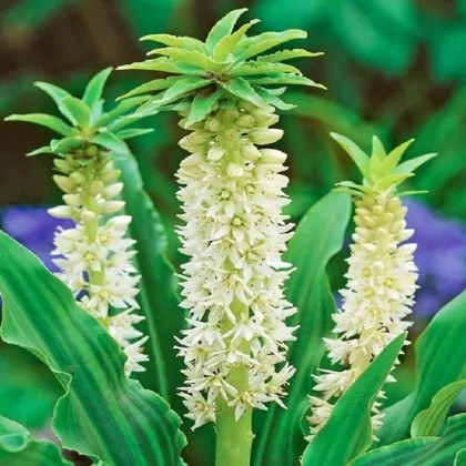 Chocholatice Autumnalis - Eucomis - prodej cibulovin - 1 ks