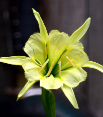 Peruánský narcis Sulphur Queen - Ismena - prodej cibulovin - 1 ks