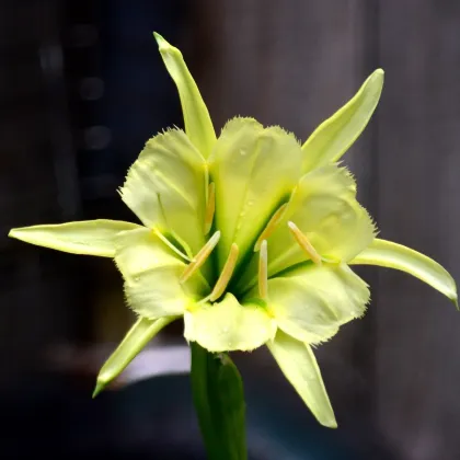 Peruánský narcis Sulphur Queen - Ismena - prodej cibulovin - 1 ks