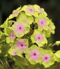 Plaménka Sherbet Blend - Phlox - prodej prostokořenných sazenic - 1 ks