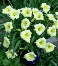 Denivka Longsfield Pearl - Hemerocallis - prodej cibulovin - 1 ks