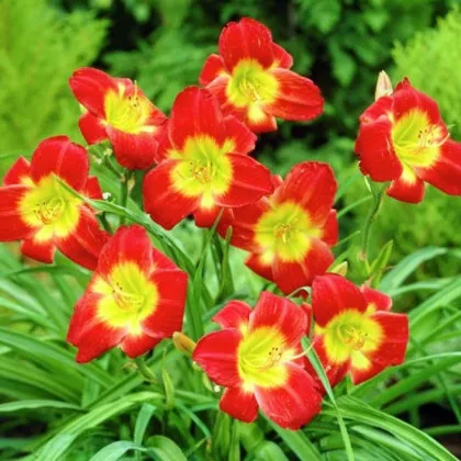 Denivka Longsfield Red Baron - Hemerocallis - prodej cibulovin - 1 ks