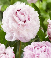 Pivoňka The Fawn - Paeonia lactiflora - prodej cibulovin - 1 ks