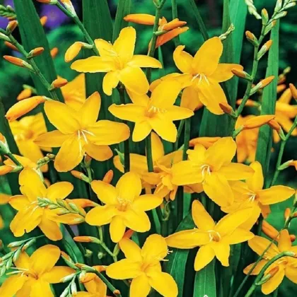 Montbrécie Sonate - Crocosmia - prodej cibulovin - 4 ks