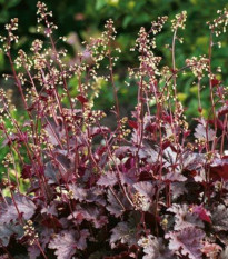 Dlužicha Purple Palace - Heuchera - prodej prostokořenných sazenic - 1 ks