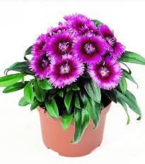 Hvozdík Chiba Purple Picotee F1 - Dianthus - prodej semen - 18 ks