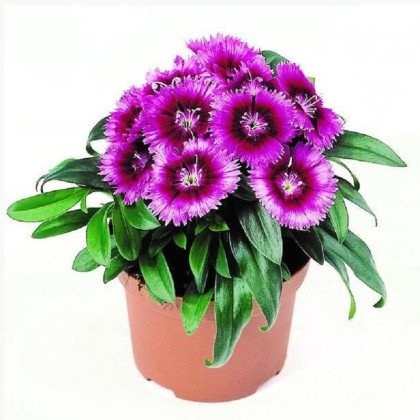 Hvozdík Chiba Purple Picotee F1 - Dianthus - prodej semen - 18 ks