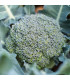 BIO Brokolice Rasmus KS - Brassica oleracea L. - bio prodej semen - 20 ks