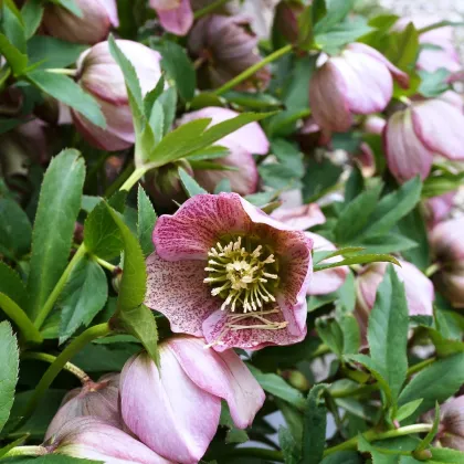 Čemeřice východní - Helleborus orientalis - prodej prostokořenných sazenic - 1 ks