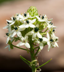 Snědek Saundersův - Ornithogalum saundersiae - prodej cibulovin - 1 ks