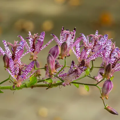 Liliovka srstnatá - Tricyrtis hirta - prodej prostokořenných sazenic - 1 ks