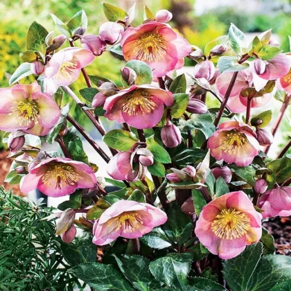 Čemeřice Montsegur - Helleborus - prodej prostokořenných sazenic - 1 ks