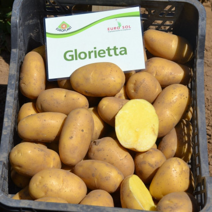 BIO Sadbové brambory Glorietta - Solanum tuberosum - prodej bio sadby - 10 ks
