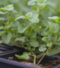 Majoránka zahradní Marcelka - Majorana hortensis - prodej semen - 500 ks