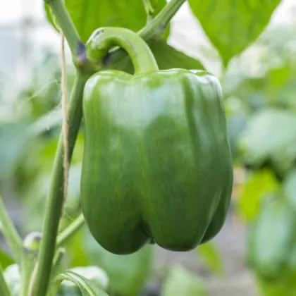 Paprika Beluga green F1 - Capsicum annuum - prodej semen - 5 ks