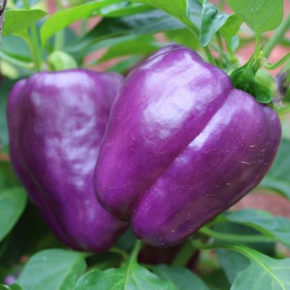 Paprika Beluga Lilac F1 - Capsicum annuum - prodej semen - 6 ks