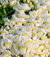 Hledík větší Leo F1 White - Antirrhinum majus - prodej semen - 20 ks