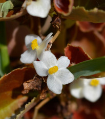 Begónie Marsala F1 White - Begonia semperflorens - prodej semen - 20 ks