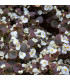Begónie Marsala F1 White - Begonia semperflorens - prodej semen - 20 ks