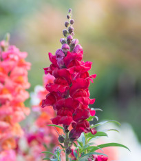 Hledík větší Rocket F1 Red - Antirrhinum majus - prodej semen - 20 ks