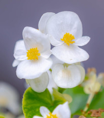 Begónie Superstar F1 White - Begonia semperflorens - prodej semen - 20 ks