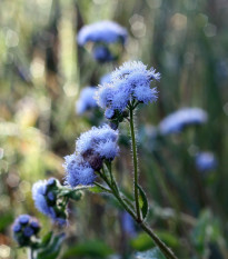 Nestařec americký Blue - Ageratum houstonianum - prodej semen - 50 ks